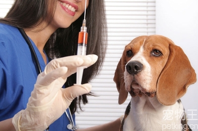 大狗打疫苗多少钱