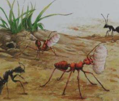 蚂蚁是怎么弄死猎物的