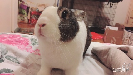 属鼠适合养猫吗