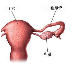 输卵管通而不畅会怀孕吗