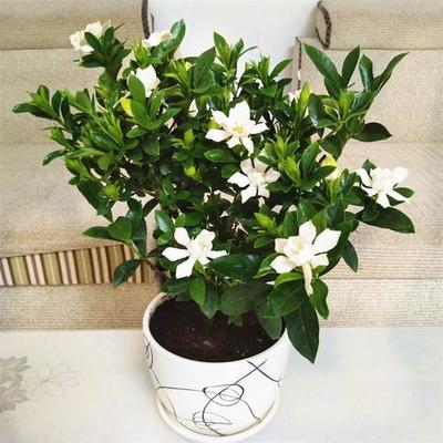 栀子花适合在室内养吗