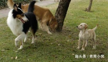 梦见被狗追赶