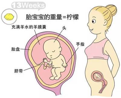 胎儿发育过程