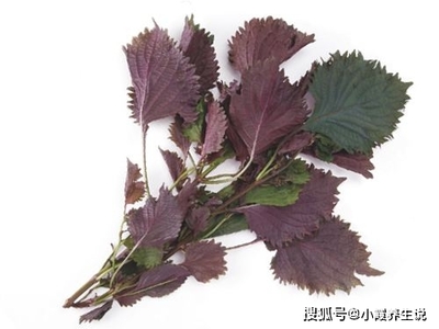 怀孕了可以吃紫苏吗