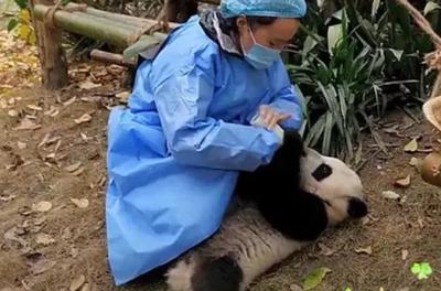 熊猫宝宝吃奶