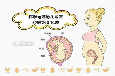 怀孕15周宝宝多大
