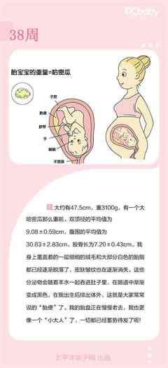 38周胎儿发育标准