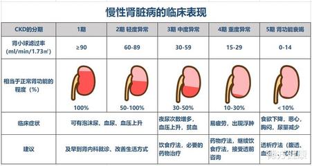 健康的肾能值多少钱