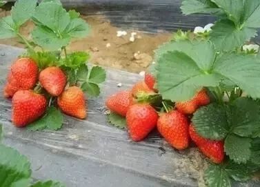 草莓冬天能放几天