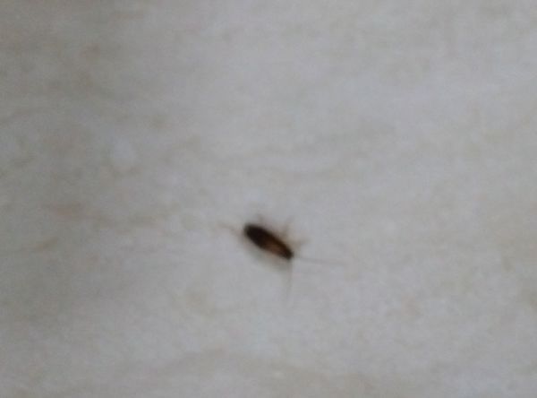 厨房蟑螂怎么消灭干净