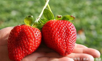 怀孕的人可以吃草莓吗