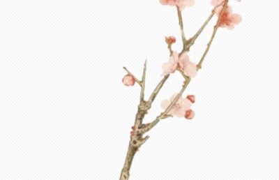 井宿的人命运很差么