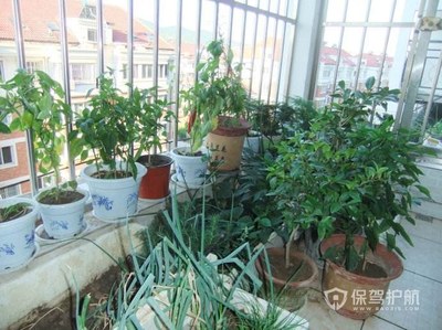 阳台种什么树