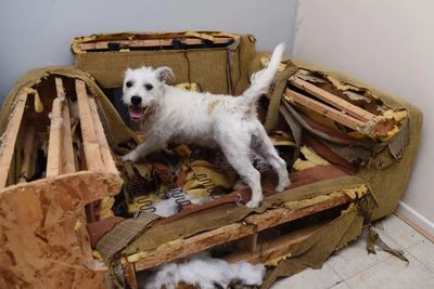 狗咬家具怎么办