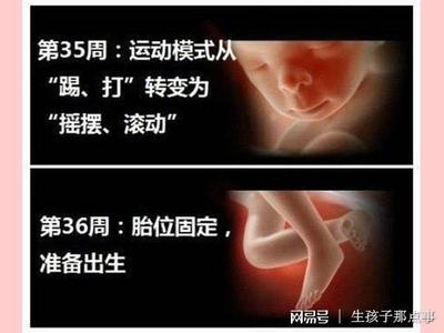 胎儿胎位什么时候固定