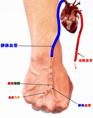 胳膊上的血管很明显是怎么回事