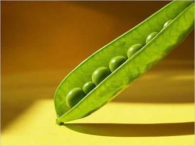 斗指哪个生肖