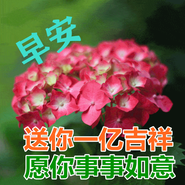 我要看什么鲜花表情包呢