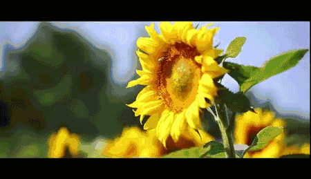 鲜花太阳花怎么拍好看图片
