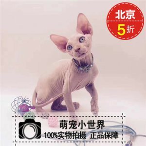 北京无猫毛价格多少