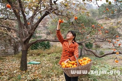 梦见自己摘柿子