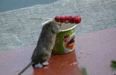 老鼠啃过的东西还能吃吗