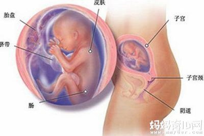 孕五个月胎儿多大