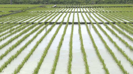 有机农业怎么生产水稻