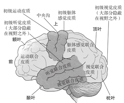 脑有多少叶