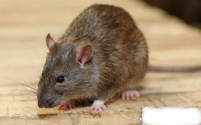 老鼠是什么动物类型