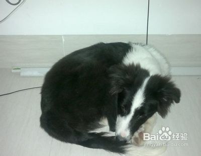 怀孕一个月会拉肚子吗