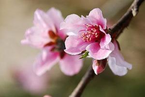 八字怎么看桃花
