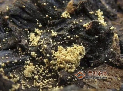 黑茶金花是什么菌