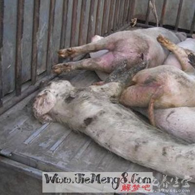 孕妇梦见死猪是什么意思
