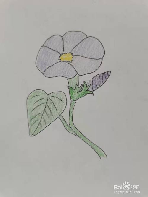 牵牛花怎么画教学反思