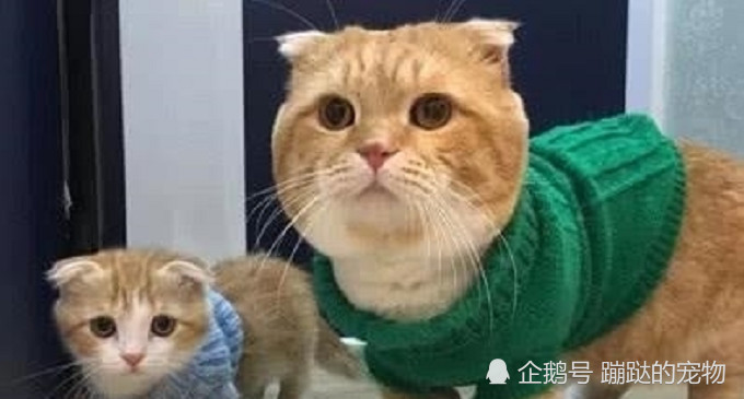 怀孕的猫会吐吗