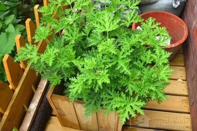 驱蚊草能放卧室吗