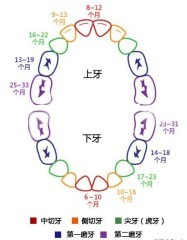 宝宝乳牙有几颗