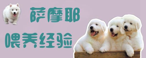 六个月萨摩耶体重标准