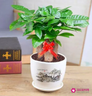 属羊适合养什么花