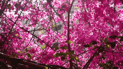 在宿舍怎么拍鲜花好看图片