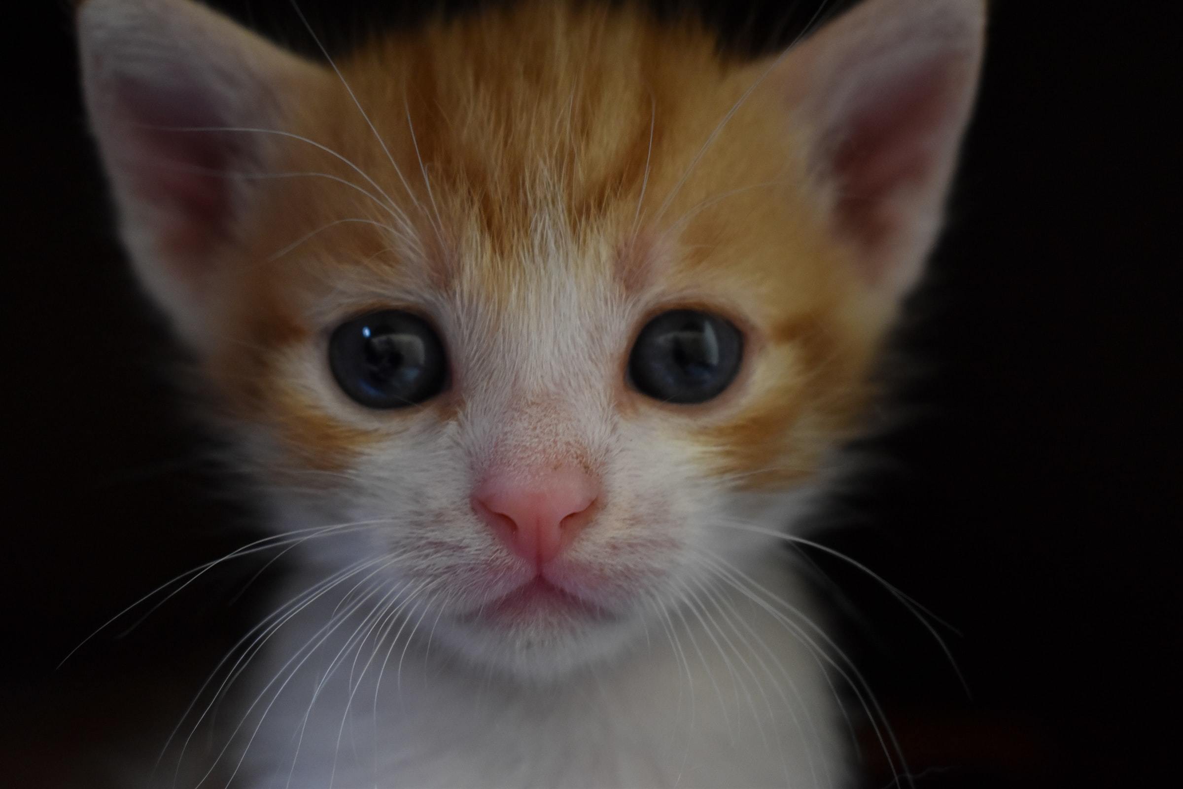 猫影响怀孕吗
