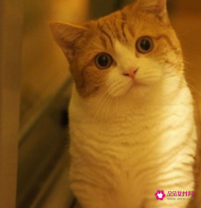 猫咪多大会怀孕