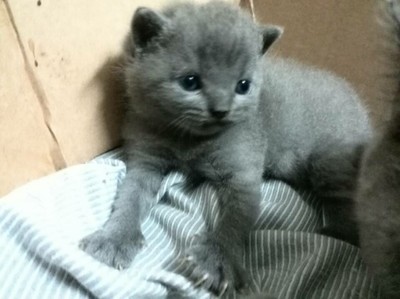 蓝猫起名字