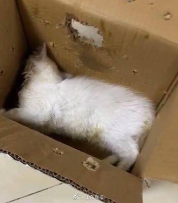 猫口吐白沫是怎么回事