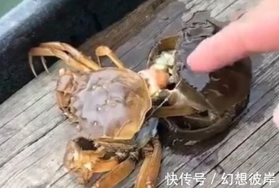 螃蟹买回来怎么处理干净