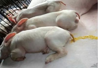 猪轮状病毒怎么治疗