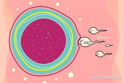 没有优势卵泡怎么治疗