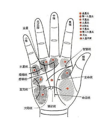 命运线止于智慧线