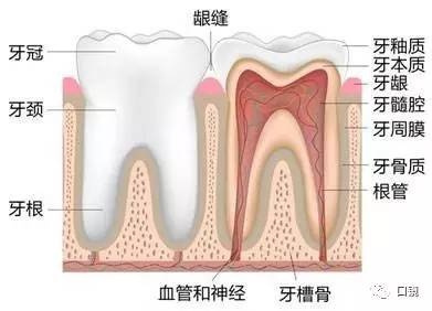 一个牙有多少神经